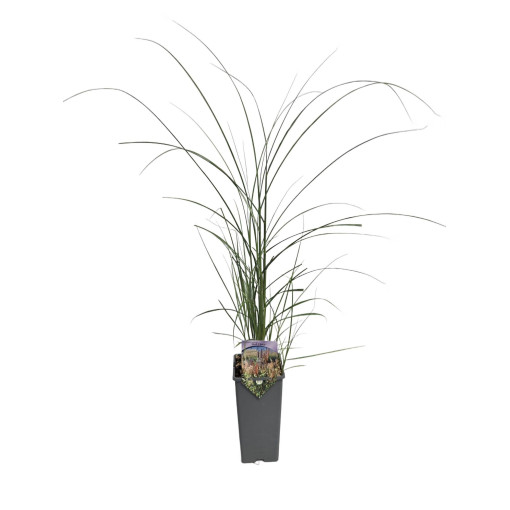 Chinese Miscanthus 'Red Chief' 2L