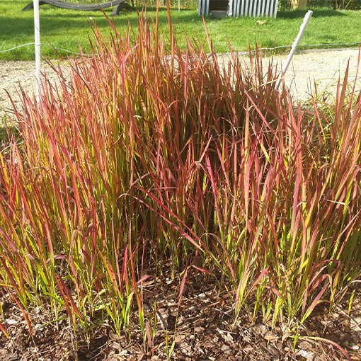 Japanese Blood Grass 'Red Baron'  4l