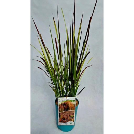 Japanese Blood Grass 'Red Baron'  4l