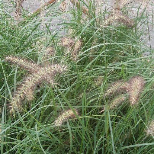 Japanese Fountain Grass LADY U,  4l