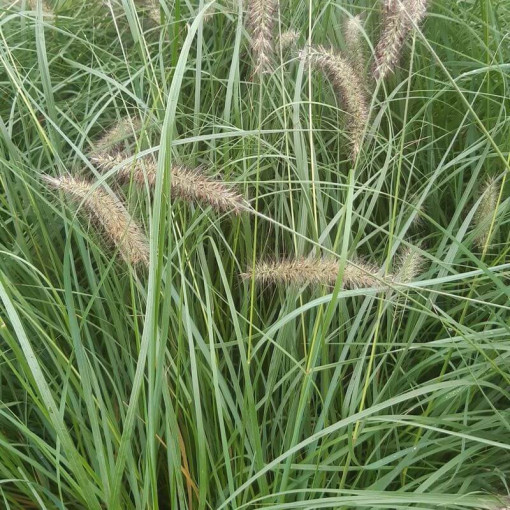 Japanese Fountain Grass LADY U,  4l