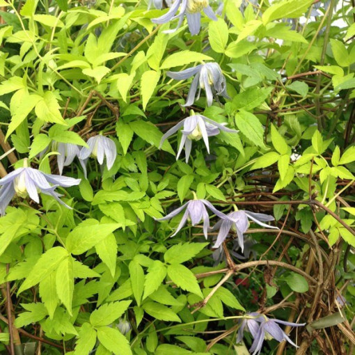 Clematis Stolwijk Gold 4L pot