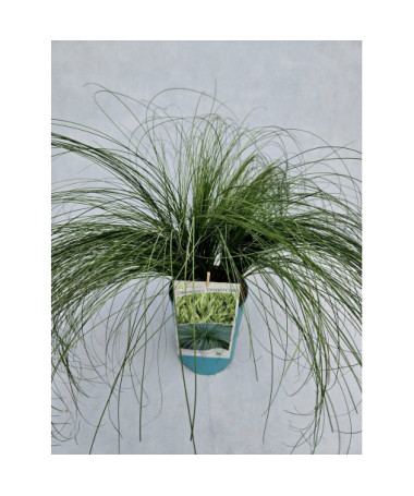 Hair Sedge 'Frosted Curls'  4l