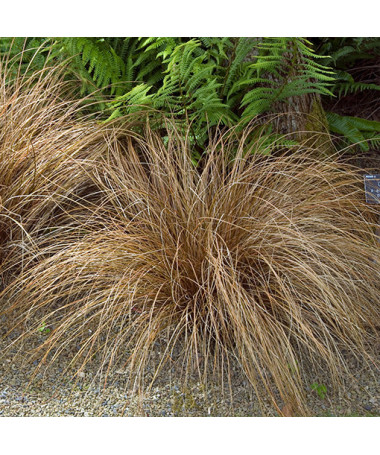 Hair Sedge 'Bronco'  4l