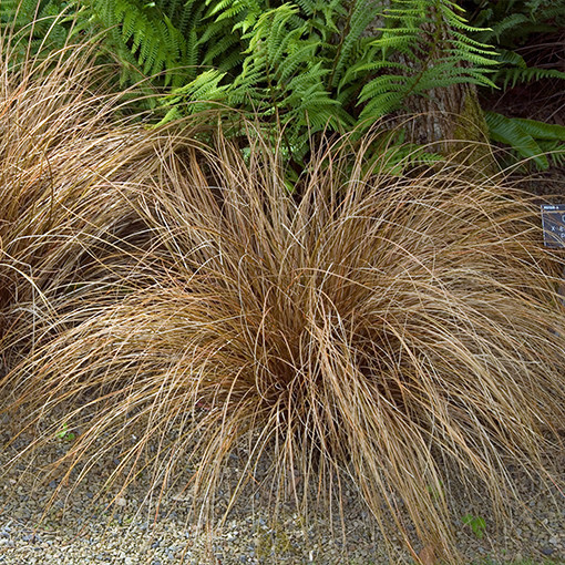 Hair Sedge 'Bronco'  4l