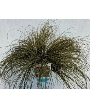 Hair Sedge 'Bronco'  4l