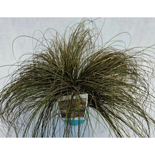 Hair Sedge 'Bronco'  4l