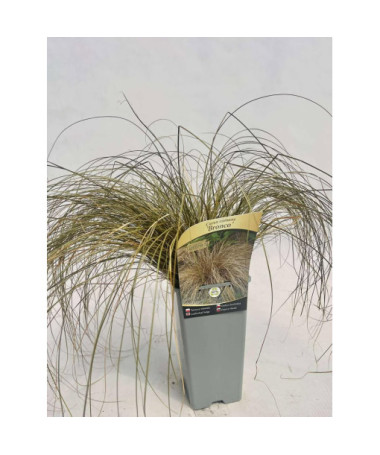 Hair Sedge 'Bronco' 2L