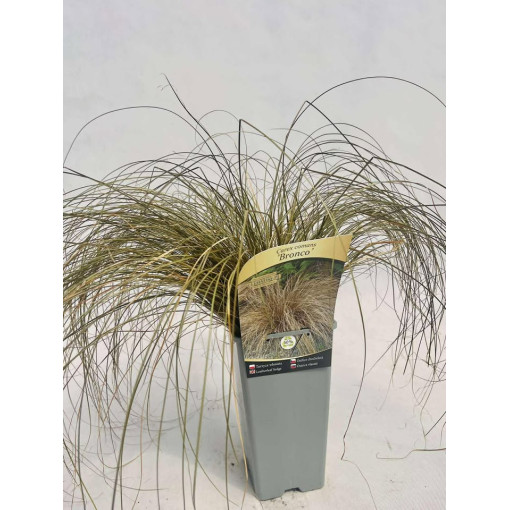 Hair Sedge 'Bronco' 2L