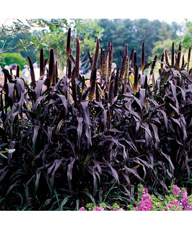 Pearl Millet ‘Purple Baron'  4l