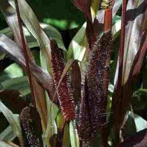 Pearl Millet ‘Purple Baron'  4l