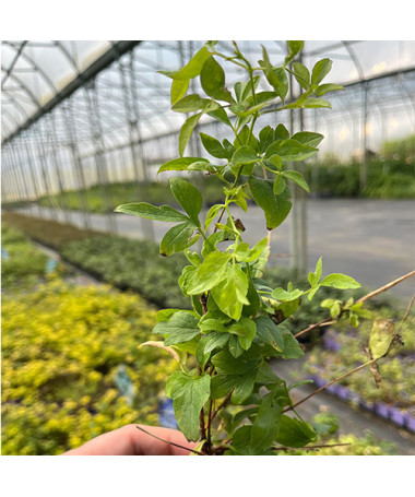 Clematis 'Mary Rose'  4l