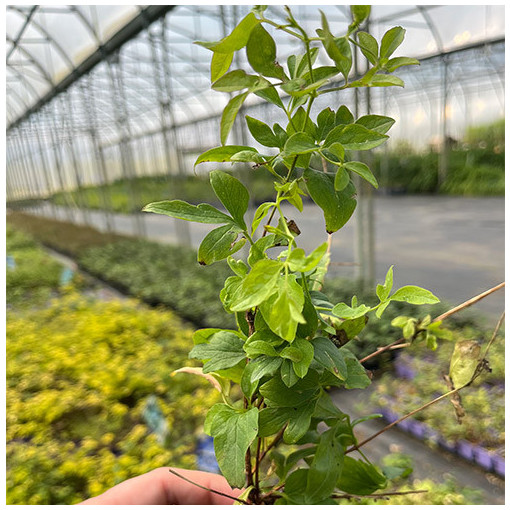 Clematis 'Mary Rose'  4l