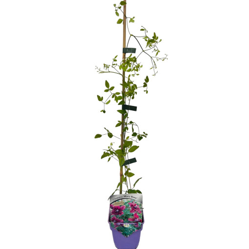 Clematis 'Mary Rose'  4l