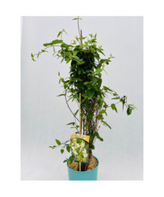 Honeysuckle Sharp-tipped EVERGREEN  4l