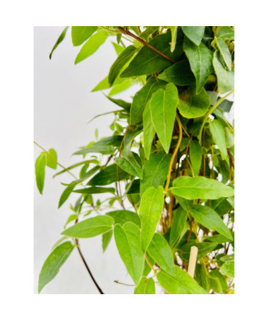 Honeysuckle Sharp-tipped EVERGREEN  4l