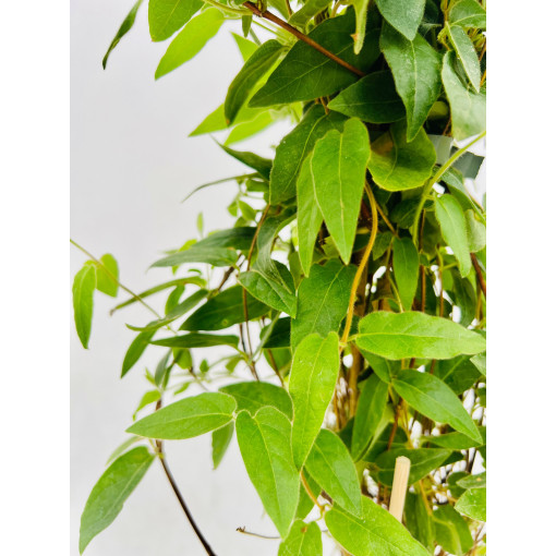 Honeysuckle Sharp-tipped EVERGREEN  4l