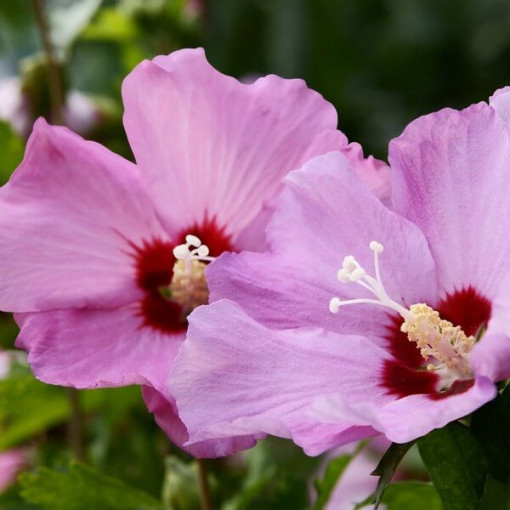 Syrian hibiscus (Hibiscus) 'Pink Giant' 2L