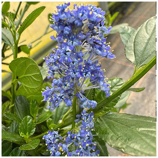 Blue Ceanothus ‘Victoria’ 2L