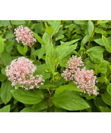 Ceanothus pallidus 'Marie Simon' 2L