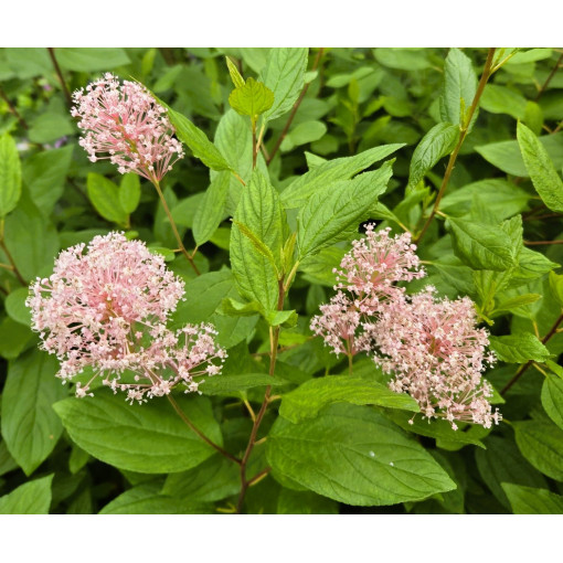 Ceanothus pallidus 'Marie Simon' 2L
