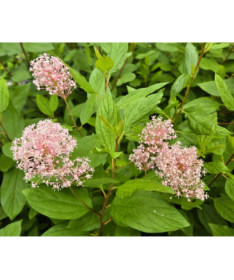 Ceanothus pallidus 'Marie Simon' 2L