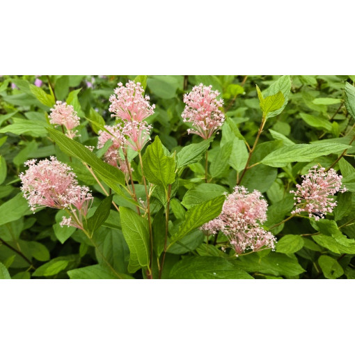 Ceanothus pallidus 'Marie Simon' 2L