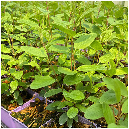 Ceanothus pallidus 'Marie Simon' 2L