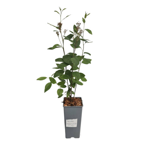 Ceanothus pallidus 'Marie Simon' 2L