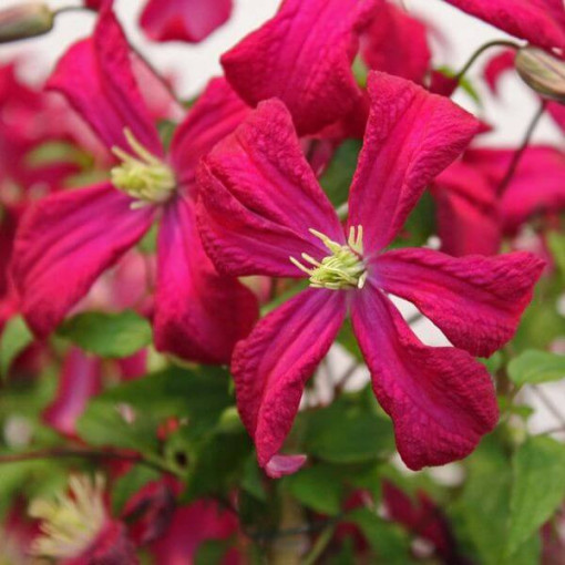 Clematis viticella 'Rubra' 4L pot