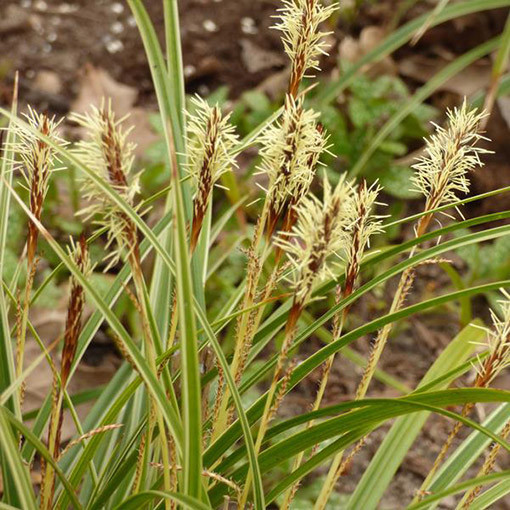 Morrow's Sedge ‘Variegata'2L