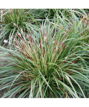 Morrow's Sedge ‘Variegata'2L