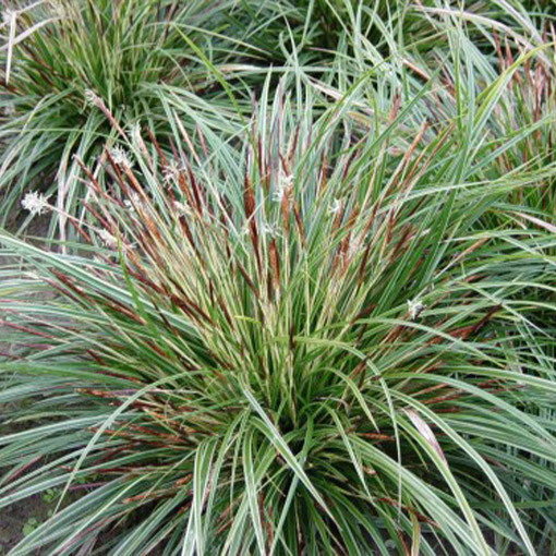Morrow's Sedge ‘Variegata'2L