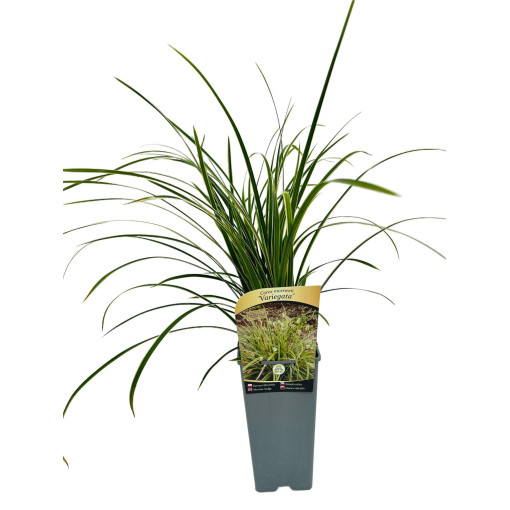 Morrow's Sedge ‘Variegata'2L