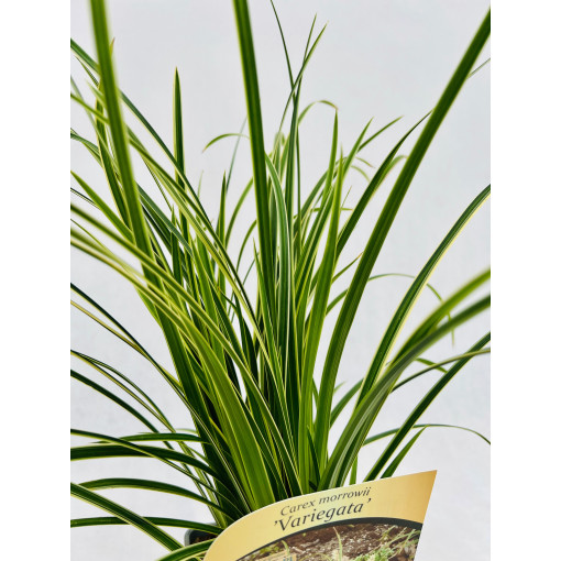 Morrow's Sedge ‘Variegata'2L