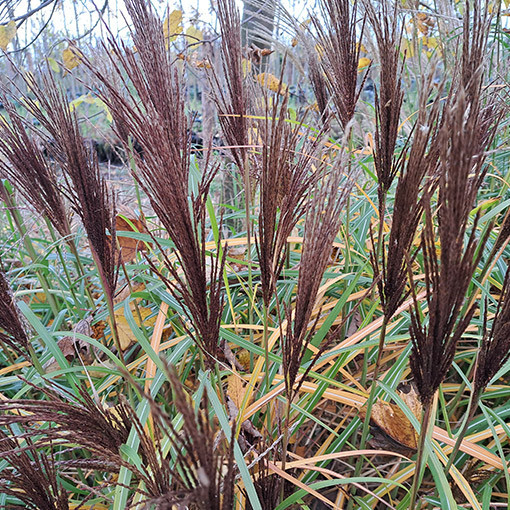 Chinese Miscanthus 'New Hybrid' 2L