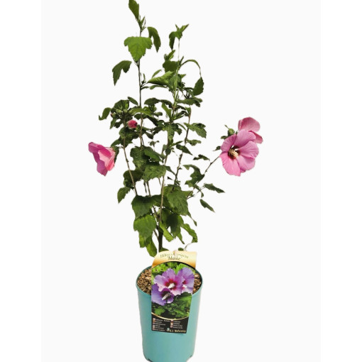 Syrian Hibiscus (Hibiscus) 'Maike' single,  4l