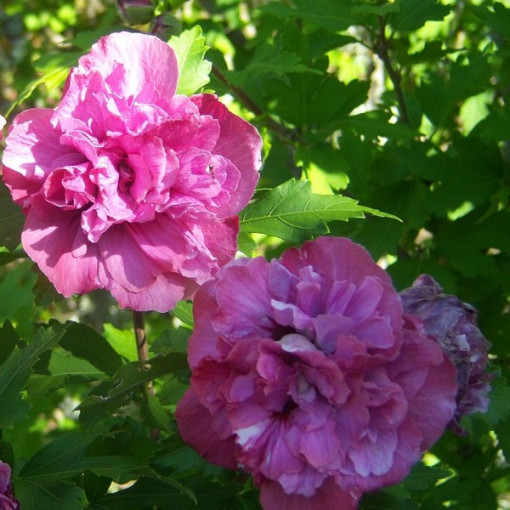 Syrian Hibiscus (Hibiscus) 'Sanchonyo' pot,  4l