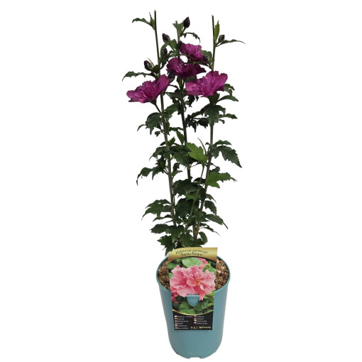 Syrian Hibiscus (Hibiscus) 'Sanchonyo' pot,  4l