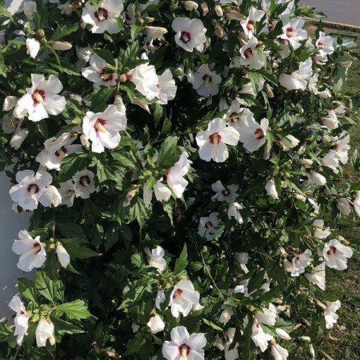 Syrian Hibiscus (Hibiscus) 'Red Heart' pot,  4l