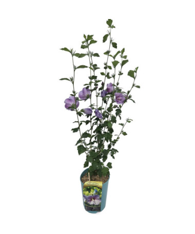 Syrian Hibiscus (Hibiscus) 'Woodbridge' pot,  4l