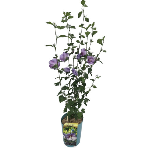 Syrian Hibiscus (Hibiscus) 'Woodbridge' pot,  4l