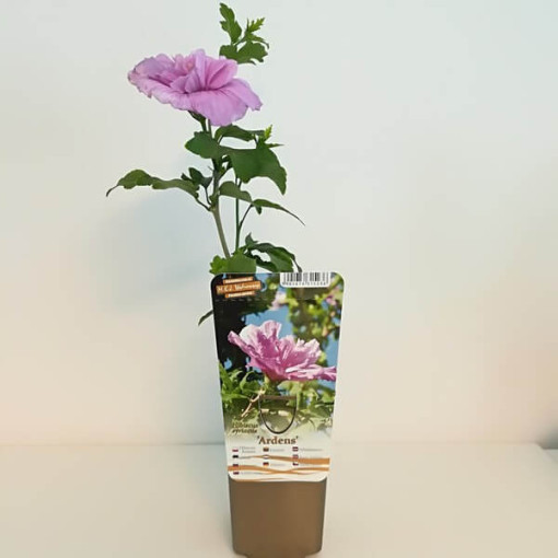 Syrian Hibiscus (Hibiscus) Ardens, 4l