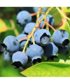 Highbush Blueberry 'Darrow' 2L