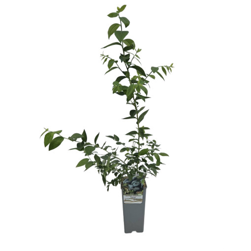 Highbush Blueberry 'Darrow' 2L