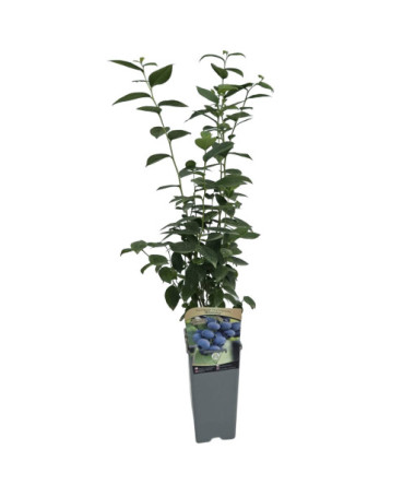 American Blueberry 'Bluejay'2L