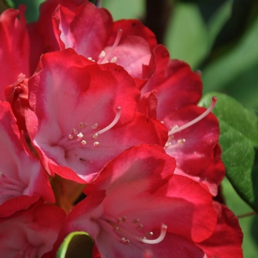 Rhododendron (Azalea) Prinz Karneval 2L
