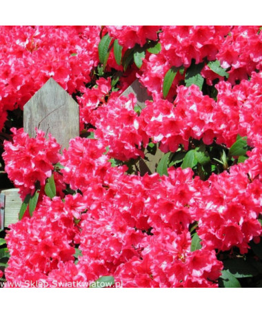 Rhododendron (Azalea) Prinz Karneval 2L