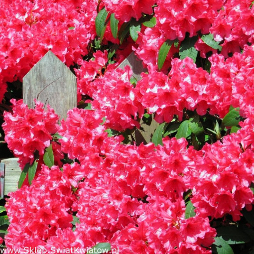 Rhododendron (Azalea) Prinz Karneval 2L