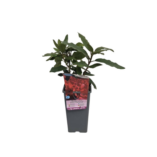 Rhododendron (Azalea) Prinz Karneval 2L